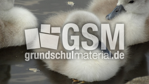 Schwanenküken (5).jpg